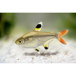 Pristella maxillaris — вид лучеперых пресноводных рыб рода пристеллы семейства харациновые. Также известен как звёздчатая пристелла, пристелла Ридлея, прозрачная тетра, рыба-щегол.