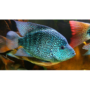 Cichlasoma cyanoguttatum (цихлазома бриллиантовая, цихлазома жемчужная) — пресноводная лучеперая рыба из семейства Цихловые.