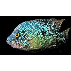 Cichlasoma cyanoguttatum (цихлазома бриллиантовая, цихлазома жемчужная) — пресноводная лучеперая рыба из семейства Цихловые.