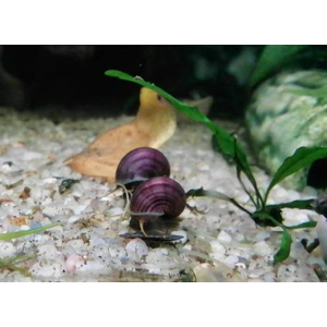 Улитка ампулярия черничная (Pomacea bridgesii) — аквариумная улитка, селекционная форма.