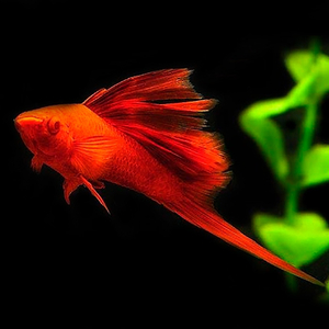 Меченосец красный рубин флаговый (Xiphophorus hellerii «Red Rubin») — аквариумная рыбка из семейства пецилиевых, выведенная в результате селекции. Название дано в честь драгоценного камня — рубина.