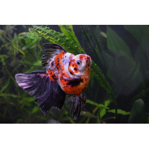 Ryukin Goldfish var. Calico (риукин ситцевый) — селекционная форма золотой рыбки риукина с характерной многоцветной окраской.