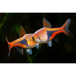 Trigonostigma heteromorpha — латинское название расборы клинопятнистой (клиновидной) — вида пресноводных рыб семейства Карповых. Другое популярное русское (и английское) название вида — «расбора арлекин».