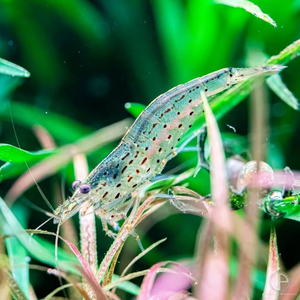 Caridina multidentata — пресноводная креветка из семейства Atyidae отряда десятиногих ракообразных, среди аквариумистов известна под названием креветка Амано.