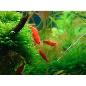 Креветка вишня (Neocaridina heteropoda) — вид пресноводных креветок из семейства Atyidae. Название получила из-за насыщенной красной окраски.