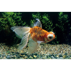 Телескоп — короткотелая селекционная форма золотой рыбки, отличительная особенность которой — огромные выпуклые глаза по бокам головы. В азиатских странах эту породу называют «дэмэкин».