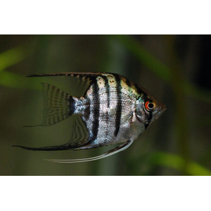 Скалярия зебра (Zebra Angelfish) — селекционная форма обыкновенной скалярии (Pterophyllum scalare).