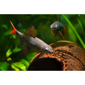 Epalzeorhynchos frenatum — пресноводная лучепёрая рыбка из семейства Карповые, лабео зелёный. Иногда этот вид называют таиландским лабео.