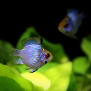 Апистограмма Рамирези «Электрик Блю» (Mikrogeophagus ramirezi var. «Electric Blue») — селекционная форма апистограммы Рамирези.