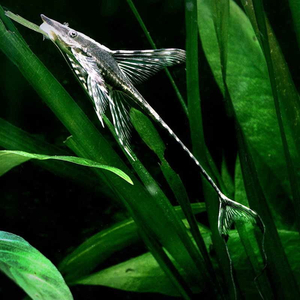 Стурисома панамская (Sturisomatichthys panamense) — пресноводная рыба из семейства Лорикариевых (Кольчужных) сомов, известная необычной внешностью, напоминающей стрекозу.