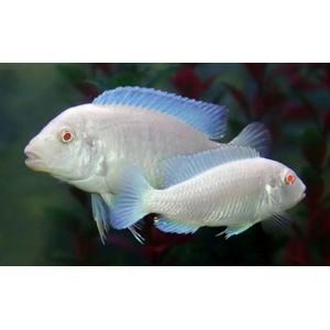 Pseudotropheus pindani «Снежный принц» (альбиносная форма псевдотрофеуса Пиндани, также известная как Pseudotropheus socolofi albino) — селекционная форма малавийской цихлиды. Отличается белоснежной окраской тела и ярко-красными глазами.