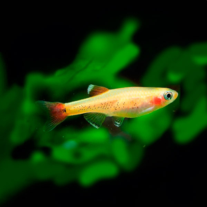 Tanichthys albonubes (золотой кардинал) — небольшая аквариумная рыбка из семейства карповых (Cyprinidae). Отличается золотистой окраской тела, мирным характером и неприхотливостью в содержании.