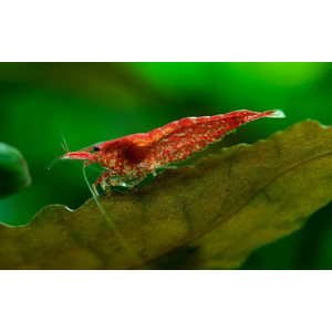 Креветка вишня (Neocaridina heteropoda) — вид пресноводных креветок из семейства Atyidae. Название получила из-за насыщенной красной окраски.