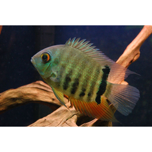 Heros severus — латинское название цихлазомы северум (ложного дискуса) — аквариумной рыбки из семейства цихлид.