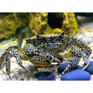 Parathelphusa pantherina — латинское название королевского леопардового краба (пантерового краба). Это пресноводный краб, который не нуждается в участках суши, но может изредка выбираться на сушу.