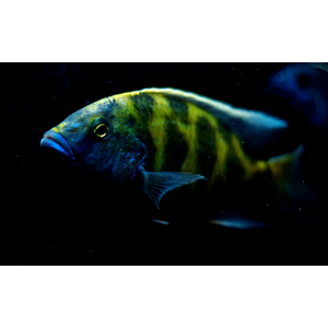 Nimbochromis venustus — научное название цихлиды «Золотой леопард» (нимбохромис венустус). Это пресноводная лучепёрая рыба из семейства Цихловые, эндемик африканского озера Малави.Nimbochromis venustus — научное название цихлиды «Золотой леопард» (нимбохромис венустус). Это пресноводная лучепёрая рыба из семейства Цихловые, эндемик африканского озера Малави.