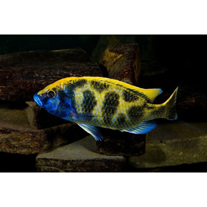 Nimbochromis venustus — научное название цихлиды «Золотой леопард» (нимбохромис венустус). Это пресноводная лучепёрая рыба из семейства Цихловые, эндемик африканского озера Малави.