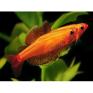 Tanichthys albonubes (золотой кардинал) — небольшая аквариумная рыбка из семейства карповых (Cyprinidae). Отличается золотистой окраской тела, мирным характером и неприхотливостью в содержании.