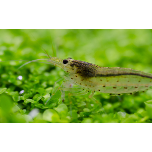 Caridina multidentata — пресноводная креветка из семейства Atyidae отряда десятиногих ракообразных, среди аквариумистов известна под названием креветка Амано.
