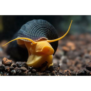 Тиломелания (Tylomelania sp.), известная также как «улитка-кролик» или «слоновья улитка», — пресноводный моллюск из рода Tylomelania семейства Pachychilidae.