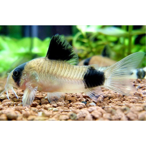 Коридорас панда (Corydoras panda) — пресноводная рыба из семейства панцирных сомов. Название получила за чёрно-белую окраску, напоминающую расцветку большой панды.