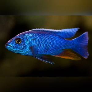 Sciaenochromis fryeri (хаплохромис васильковый, хаплохромис Джексона) — пресноводная лучеперая рыба из семейства цихлидовых, эндемик африканского озера Малави (Ньяса).
