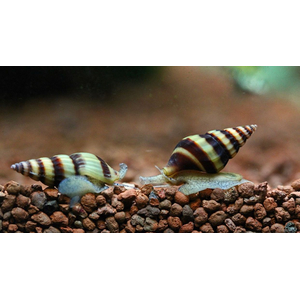 Clea helena — пресноводный брюхоногий моллюск из семейства Nassariidae. Также известен как улитка хелена.