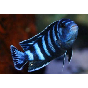 Псевдотрофеус Демасони (Chindongo demasoni) — пресноводная лучеперая рыба из семейства Цихловые, относится к группе Мбуна («жители скал»). Впервые описан в 1994 году Эдом Конингсом, который назвал рыбу в честь своего друга Л. Демасона. В 2016 году вид был переклассифицирован и отнесён к роду Чиндонго.