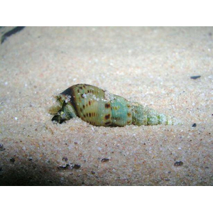 Melanoides tuberculata — вид тропических улиток семейства Thiaridae, также известен как песчаная мелания.