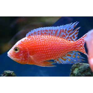 Аулонокара орхидея (Aulonocara sp. Orchid) — искусственная форма пресноводной лучеперой рыбы из семейства цихлидовых. Получила название из-за яркой окраски, напоминающей цветок.