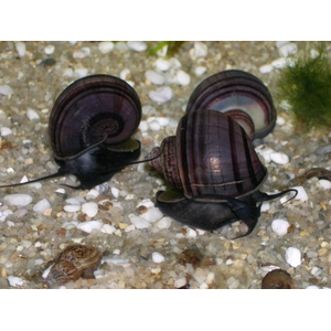 Улитка ампулярия черничная (Pomacea bridgesii) — аквариумная улитка, селекционная форма.