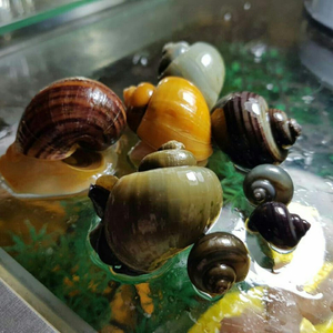 Гигантская ампулярия (Ampullaria gigas) — редкий представитель семейства Ampullariidae. Также известна как громадная и крупная.