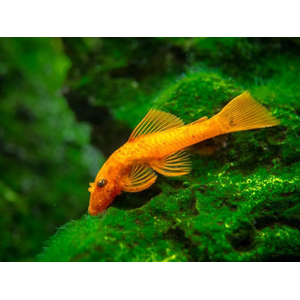 Анциструс красный (Ancistrus Super Red) — селекционная форма обыкновенного анциструса. Впервые эту цветовую вариацию вывели немецкие селекционеры.