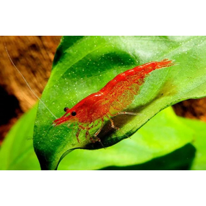 Креветка вишня (Neocaridina heteropoda) — вид пресноводных креветок из семейства Atyidae. Название получила из-за насыщенной красной окраски.