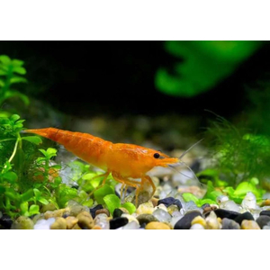 Креветка оранжевая мандаринка неокаридина (Neocaridina Orange) — одна из разновидностей декоративных креветок для аквариума.