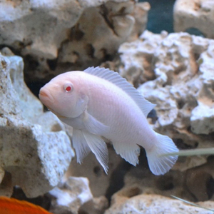 Pseudotropheus pindani «Снежный принц» (альбиносная форма псевдотрофеуса Пиндани, также известная как Pseudotropheus socolofi albino) — селекционная форма малавийской цихлиды. Отличается белоснежной окраской тела и ярко-красными глазами.