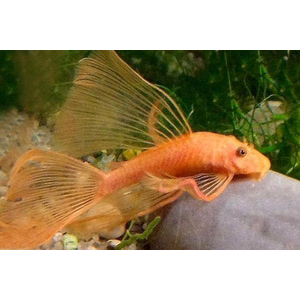 Анциструс красный вуалевый — селекционная форма обыкновенного анциструса (Ancistrus dolichopterus) из семейства кольчужных (лорикариевых) сомов. Отличается удлинёнными плавниками, которые при движении колышутся, как лёгкая вуаль, за что рыбу иногда называют «сомиком-стрекозой».