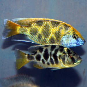 Nimbochromis venustus — научное название цихлиды «Золотой леопард» (нимбохромис венустус). Это пресноводная лучепёрая рыба из семейства Цихловые, эндемик африканского озера Малави.