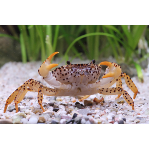 Parathelphusa pantherina — латинское название королевского леопардового краба (пантерового краба). Это пресноводный краб, который не нуждается в участках суши, но может изредка выбираться на сушу.