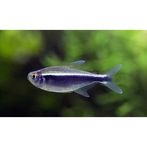 НЕОН ЧЕРНЫЙ, НЕОН ЧЕРНЫЙ купить, НЕОН ЧЕРНЫЙ содержание, НЕОН купить, — вид пресноводных лучепёрых рыб из семейства харациновых, чёрный неон (чёрный неон Аксельрода). Вид назван в честь американского исследователя доктора Герберта Аксельрода.