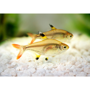 Pristella maxillaris — вид лучеперых пресноводных рыб рода пристеллы семейства харациновые. Также известен как звёздчатая пристелла, пристелла Ридлея, прозрачная тетра, рыба-щегол.