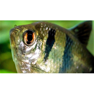 Тернеция чёрная (Gymnocorymbus ternetzi) — вид аквариумных рыбок семейства харациновых. Также известна под названиями «чёрная тетра» или «чёрная вдова».