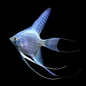 Скалярия «Платина» — селекционная форма обыкновенной скалярии (Pterophyllum scalare). Название получила благодаря светло-серебристой чешуе, которой покрыто тело.