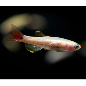 Tanichthys albonubes (золотой кардинал) — небольшая аквариумная рыбка из семейства карповых (Cyprinidae). Отличается золотистой окраской тела, мирным характером и неприхотливостью в содержании.