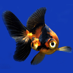 Телескоп — короткотелая селекционная форма золотой рыбки, отличительная особенность которой — огромные выпуклые глаза по бокам головы. В азиатских странах эту породу называют «дэмэкин».