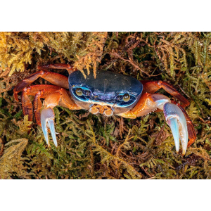 Cardisoma armatum — радужный краб, ракообразное из отряда Десятиногие раки. Также известен под названиями краб индиго (за характерную окраску) и краб патриот (из-за того, что в природе крепко привязан к своему жилищу).