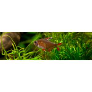 Hyphessobrycon bentosi — вид рыб из рода хифессобриконов (орнатусов), известный также как обыкновенный орнатус или изысканная тетра.