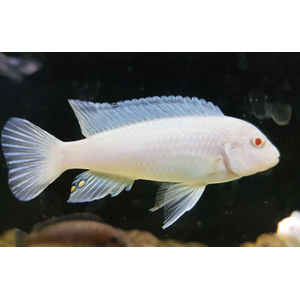 Pseudotropheus pindani «Снежный принц» (альбиносная форма псевдотрофеуса Пиндани, также известная как Pseudotropheus socolofi albino) — селекционная форма малавийской цихлиды. Отличается белоснежной окраской тела и ярко-красными глазами.