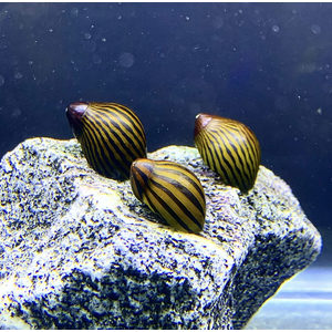 Neritina natalensis — вид пресноводных улиток-неритин, также известен как улитка-зебра. Принадлежит к классу Брюхоногие моллюски.