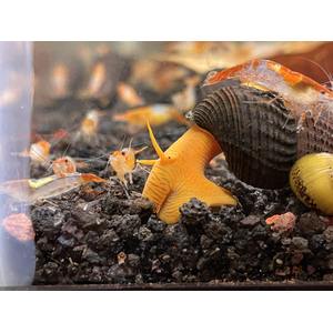 Тиломелания (Tylomelania sp.), известная также как «улитка-кролик» или «слоновья улитка», — пресноводный моллюск из рода Tylomelania семейства Pachychilidae.